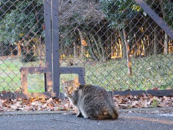 Cat on footpath against chainlink fence
