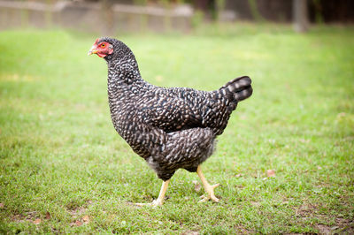 Close-up of hen on field