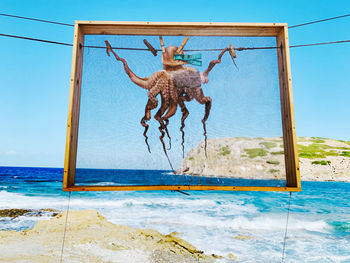 Low angle view of octopus standing on beach