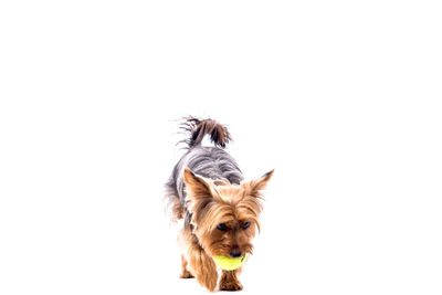 Dog over white background