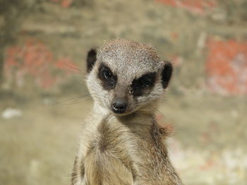Close-up portrait of owl