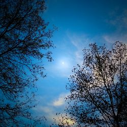 Low angle view of tree against blue sky