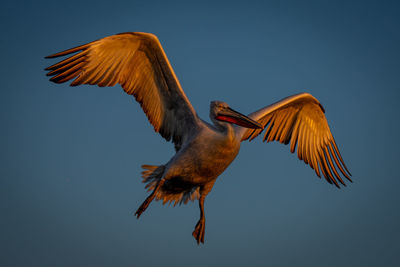 Close-up of bird flying against clear sky