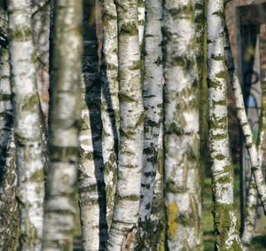 Close-up of tree trunk in forest