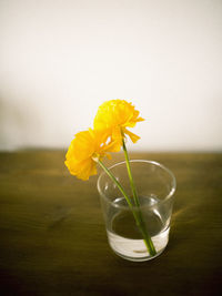 Close-up of yellow flower in glass on table