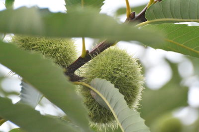 Low angle view of tree