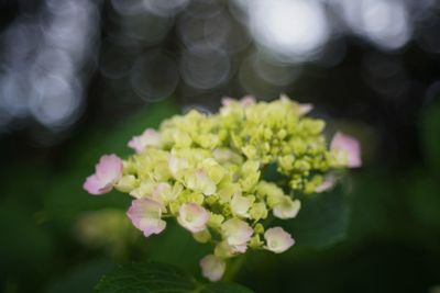 Close-up of flowering plant