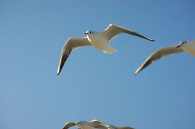 Low angle view of seagull flying against clear sky