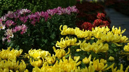 Close-up of yellow flowers