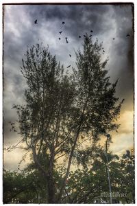 Silhouette tree against sky