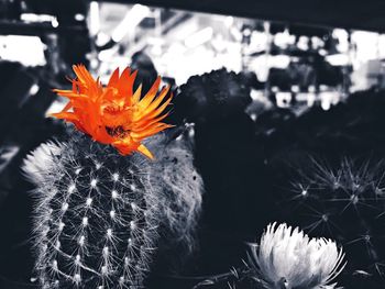 Close-up of flower against blurred background