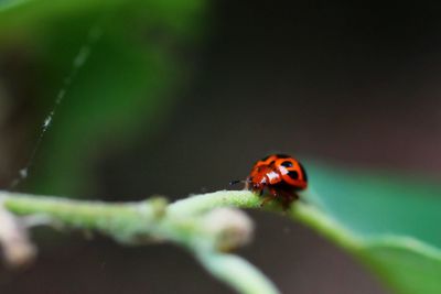 Close-up of ladybug on leaf