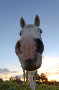 Close-up of a horse's face