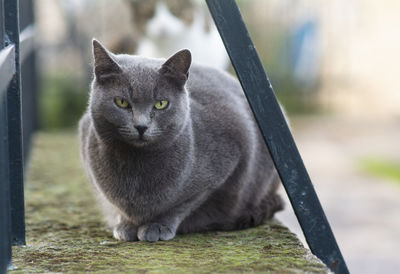 Portrait of cat sitting outdoors