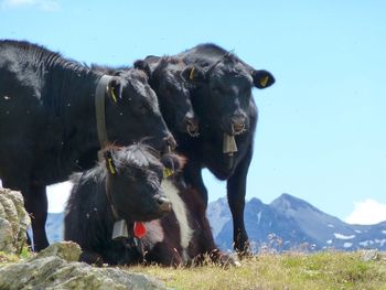 View of cattle on mountain