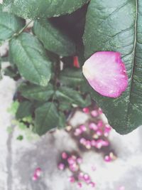 Close-up of pink flowers