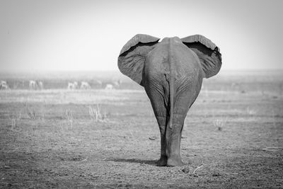 Elephant on field against clear sky