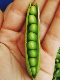 Close-up of hand holding green pea