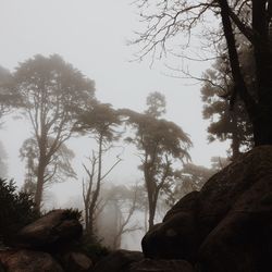 Silhouette trees against sky