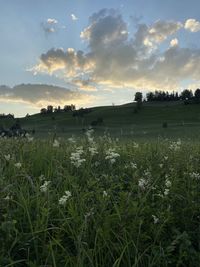 Scenic view of field against sky during sunset