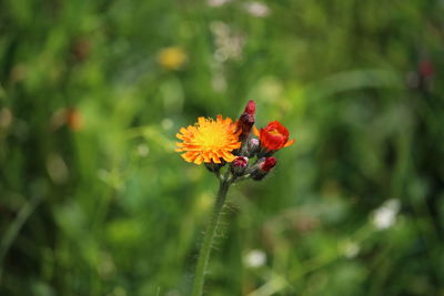 Close-up of red flowering plant