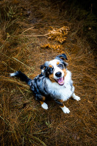 Dogs on grassy field