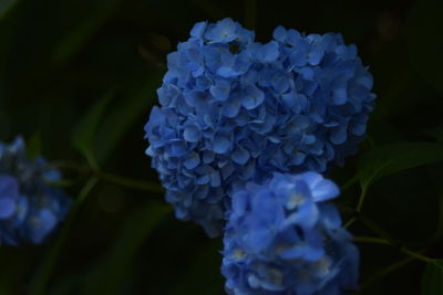 Close-up of blue hydrangea blooming outdoors