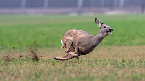 Side view of giraffe running on land