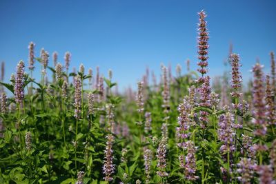 Close-up of purple flowering plants on field against sky