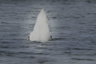 View of bird swimming in sea