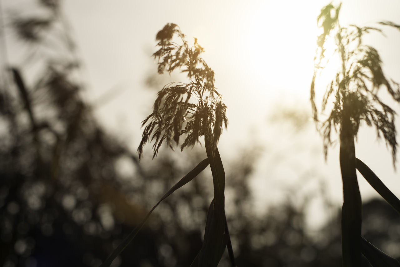 nature, growth, plant, focus on foreground, no people, outdoors, close-up, flower, low angle view, fragility, tranquility, beauty in nature, sky, day, dried plant, wilted plant