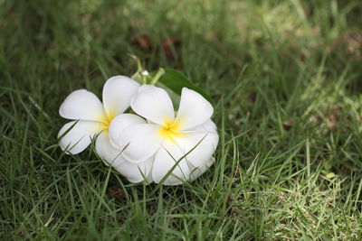 High angle view of white flowers blooming in grass