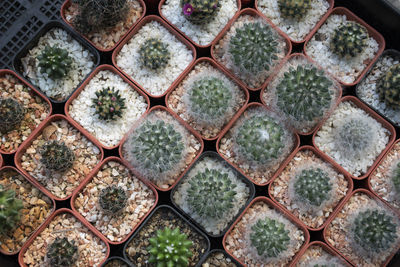 A beautifully arranged cactus garden that can be used as an advertising background.