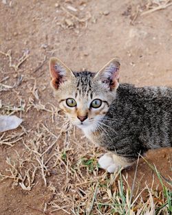 Close-up portrait of tabby kitten on field