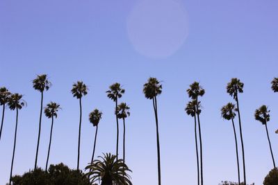 Low angle view of palm trees against blue sky