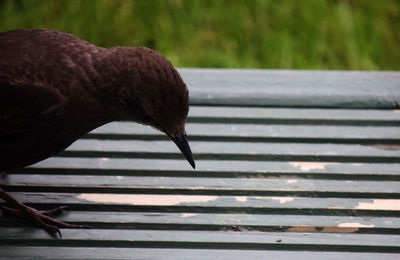 Close-up of a bird