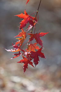 Close-up of red maple leaves on plant