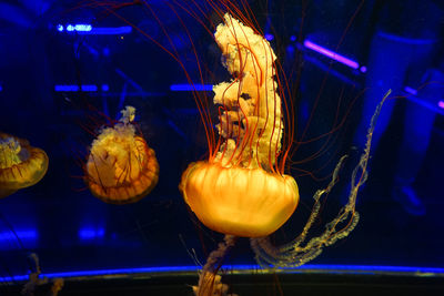 View of jellyfish in aquarium