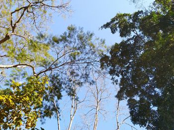 Low angle view of trees against sky