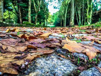 Close-up of fallen leaves in forest