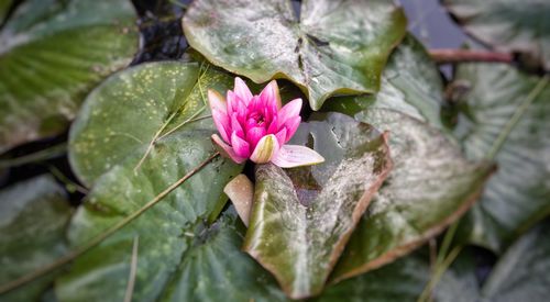 Close-up of pink lotus water lily