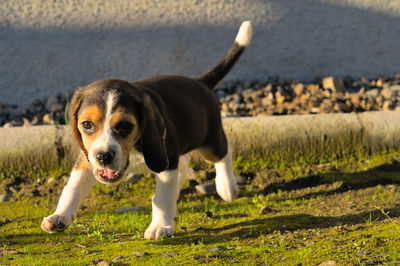 pet