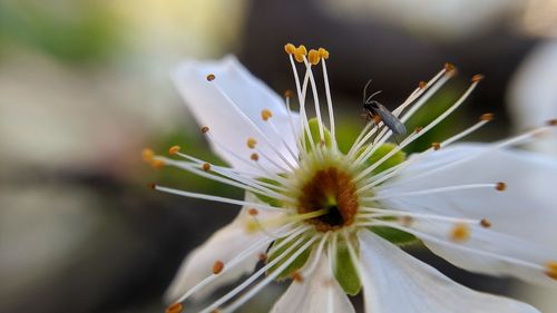 Close-up of white flower