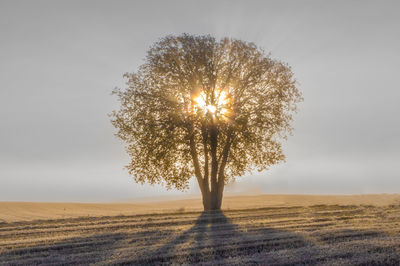 Tree on field against sky during sunset