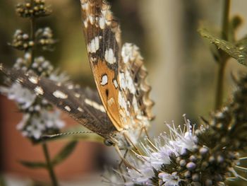 Close-up of butterfly on plant during winter