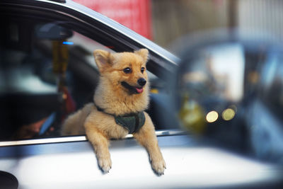 Dog looking away out car window 