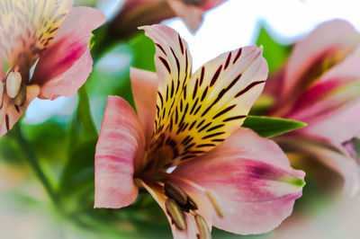 Close-up of pink flower