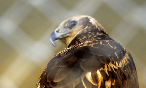 Close-up of eagle