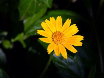 Close-up of yellow flower