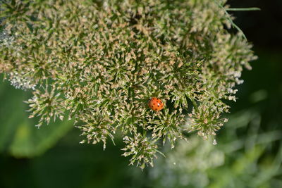 Close-up of ladybug on plant